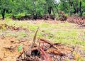 Kendujhar, Odisha, Tree, Archery, Sports