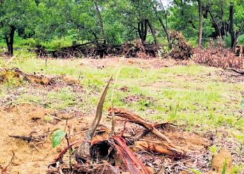 Kendujhar, Odisha, Tree, Archery, Sports