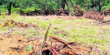 Kendujhar, Odisha, Tree, Archery, Sports