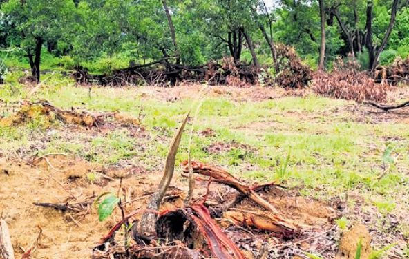 Kendujhar, Odisha, Tree, Archery, Sports
