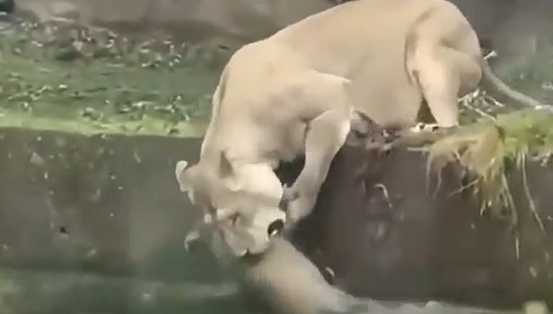 Lion