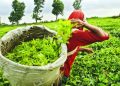 Nepal Tea markets