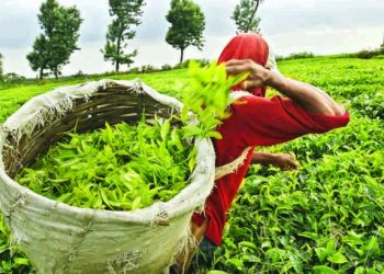 Nepal Tea markets