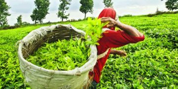 Nepal Tea markets