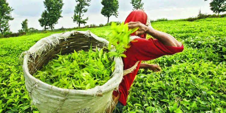 Nepal Tea markets