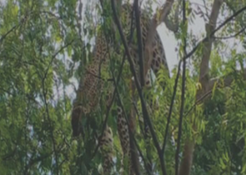 Leopard