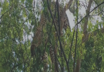 Leopard