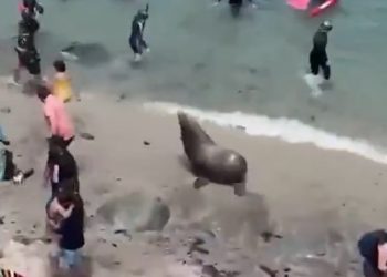 Sea Lion