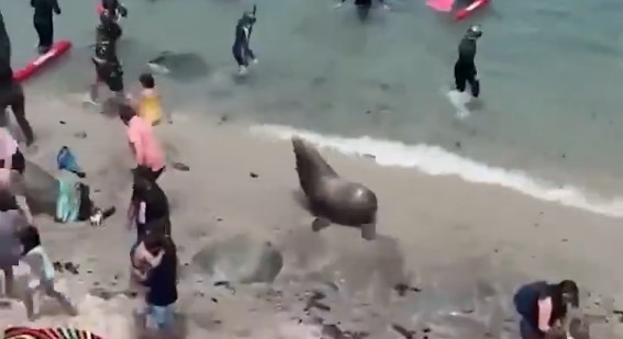 Sea Lion