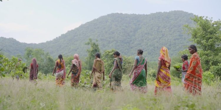 Tribals revive degraded forests; restore water, livelihoods
