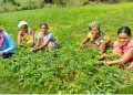 farming