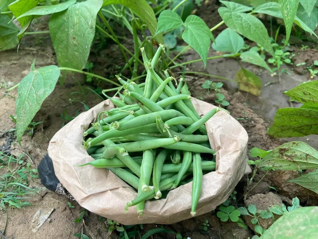 World Kitchen Garden Day: Growing green as a solution for an expanding city