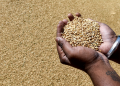 Govt allows free exports of wheat flour, maida and semolina after 4-year curbs