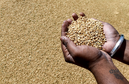 Govt allows free exports of wheat flour, maida and semolina after 4-year curbs