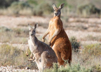 Red kangaroo Australia