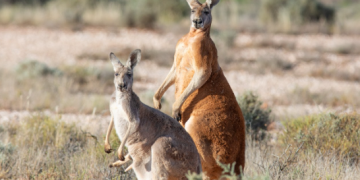Red kangaroo Australia