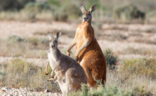 Red kangaroo Australia