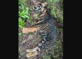 Melanistic tigress