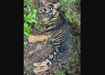 Melanistic tigress