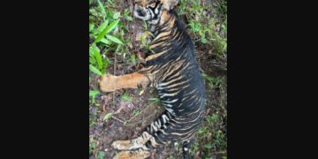 Melanistic tigress