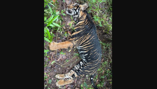 Melanistic tigress