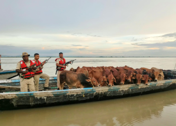 Cattle smuggling