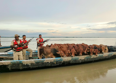 Cattle smuggling