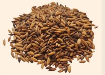 Kaala jeera rice Odisha