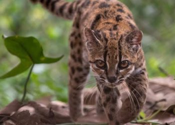 NEW CAT SPECIES