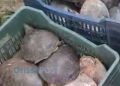 55 live turtles rescued