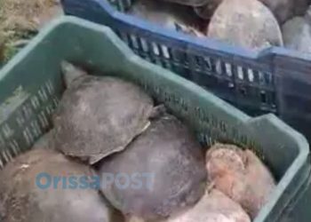 55 live turtles rescued