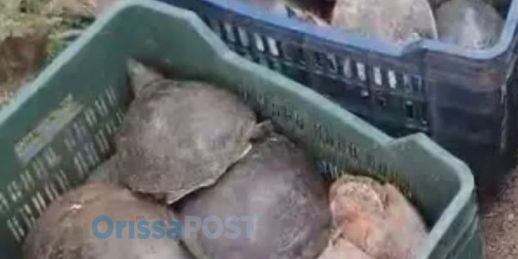 55 live turtles rescued