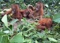 Baby Orangutans