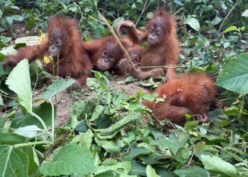 Baby Orangutans