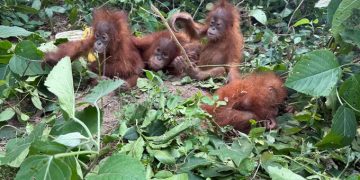 Baby Orangutans
