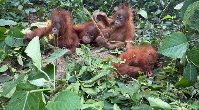Baby Orangutans