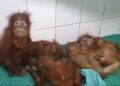 Orangutans