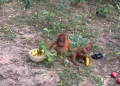 Orangutans