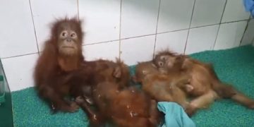Orangutans