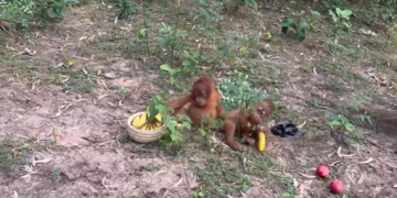 Orangutans