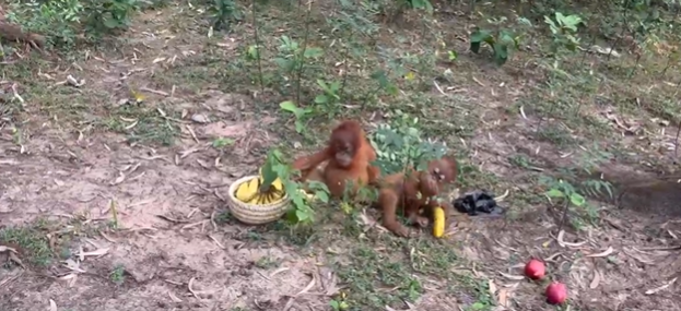 Orangutans