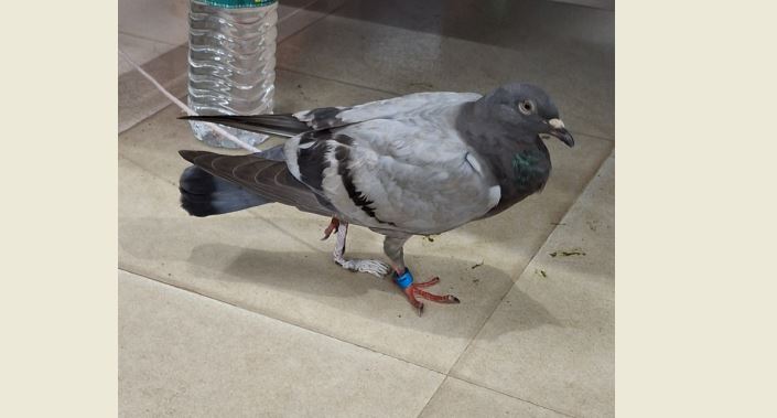 Pigeon bearing ‘BAN’ tag held in Odisha’s Mayurbhanj