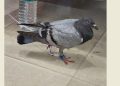 Pigeon bearing ‘BAN’ tag held in Odisha’s Mayurbhanj