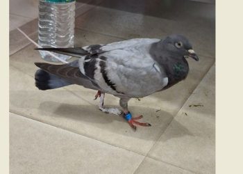 Pigeon bearing ‘BAN’ tag held in Odisha’s Mayurbhanj