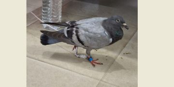 Pigeon bearing ‘BAN’ tag held in Odisha’s Mayurbhanj