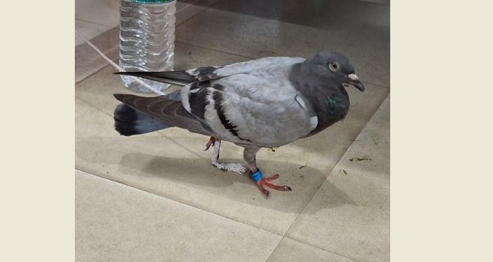 Pigeon bearing ‘BAN’ tag held in Odisha’s Mayurbhanj