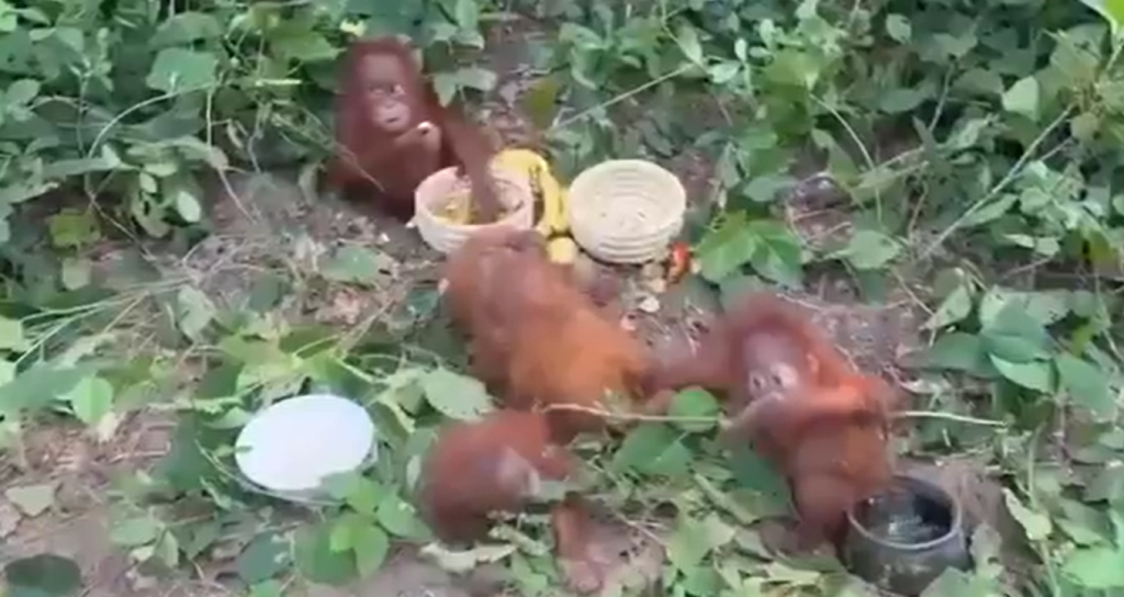 Orangutans