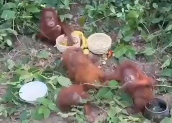 Orangutans