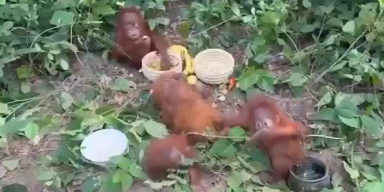 Orangutans