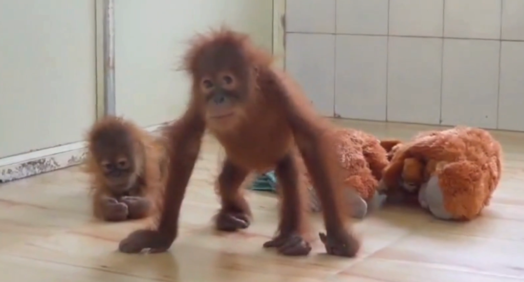 rescued orangutans set for open enclosure